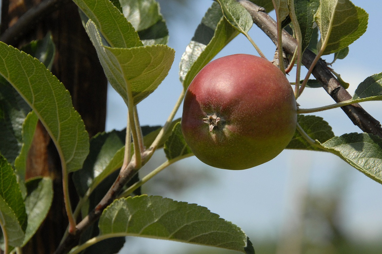 fruit apple fruits free photo