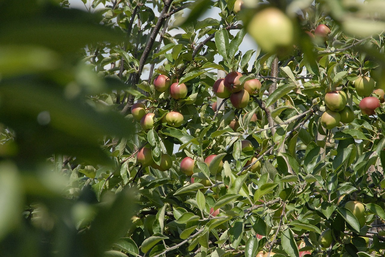 fruit apples fruits free photo