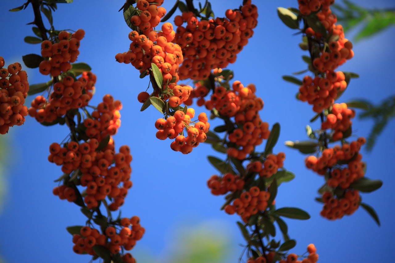 fruit fruits of the forest plant free photo