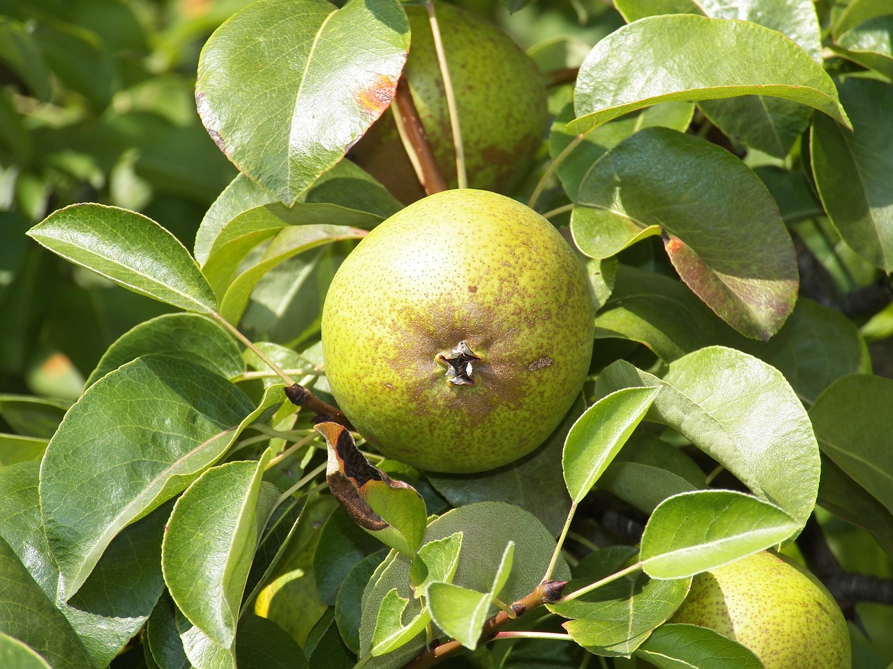 fruit pear fruits free photo