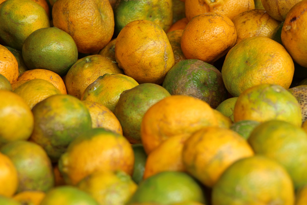 fruit orange caruaru free photo