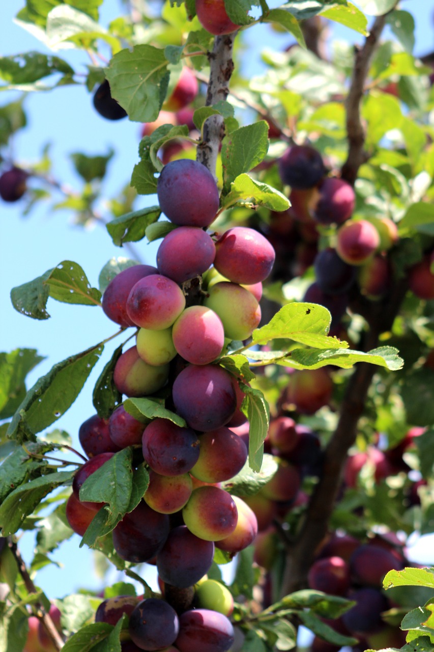 fruit plum sweet free photo