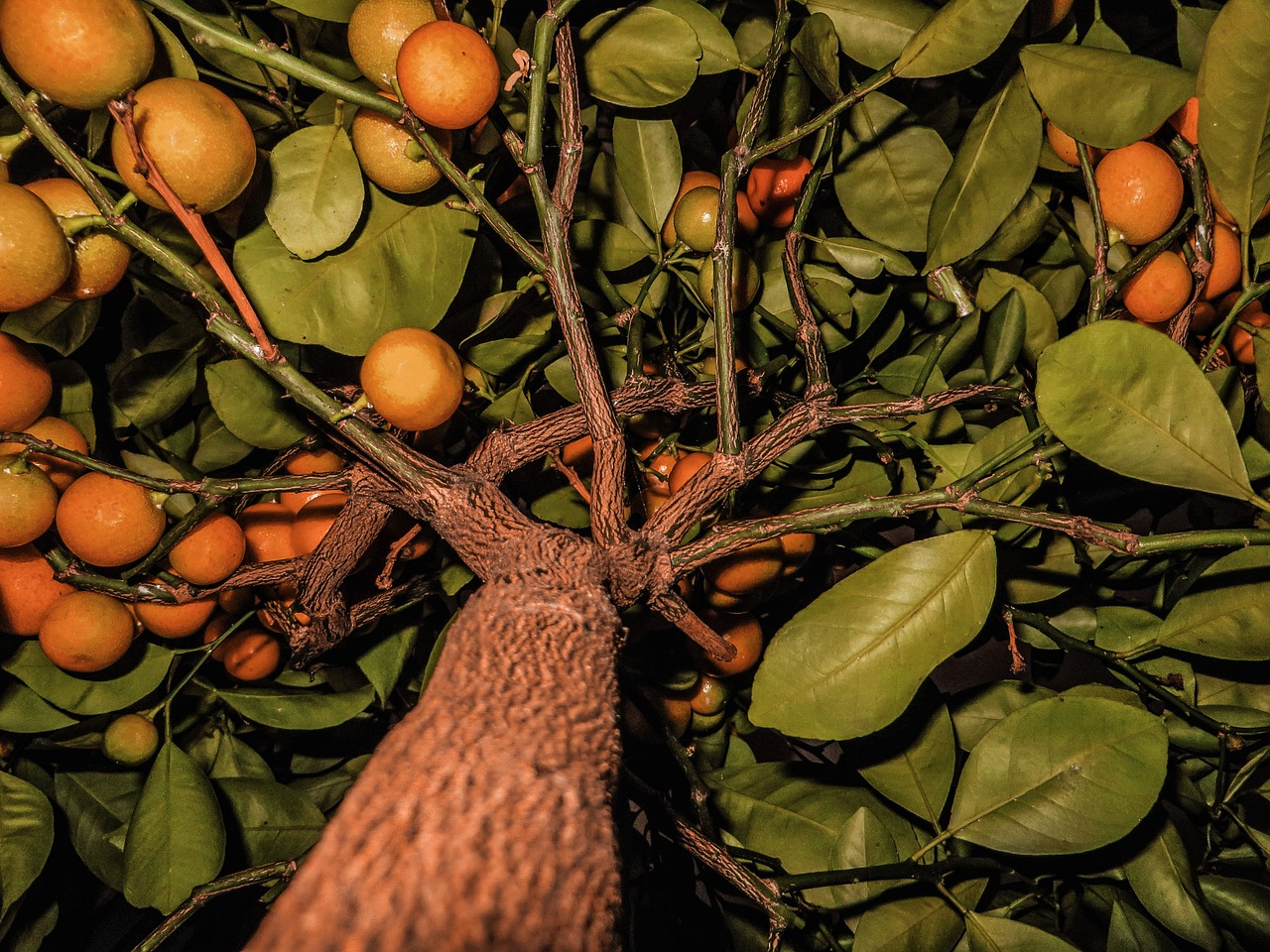 fruit fruits tangerines free photo