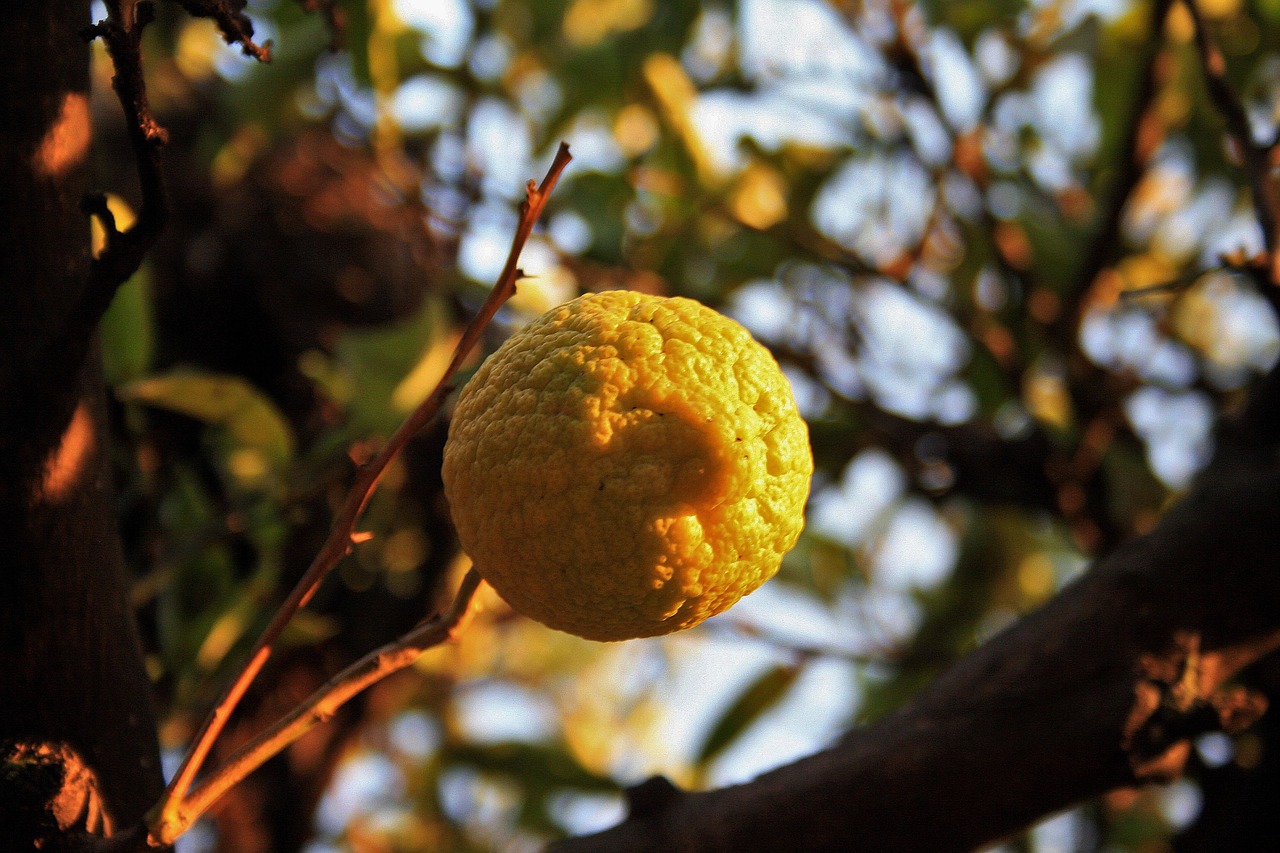 fruit lemon citrus free photo