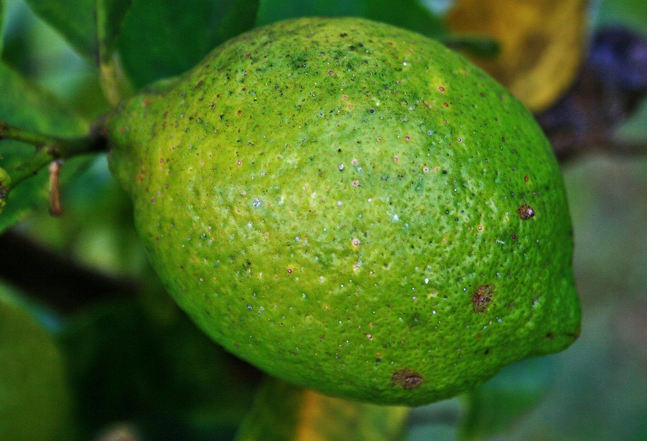 fruit lemon citrus free photo