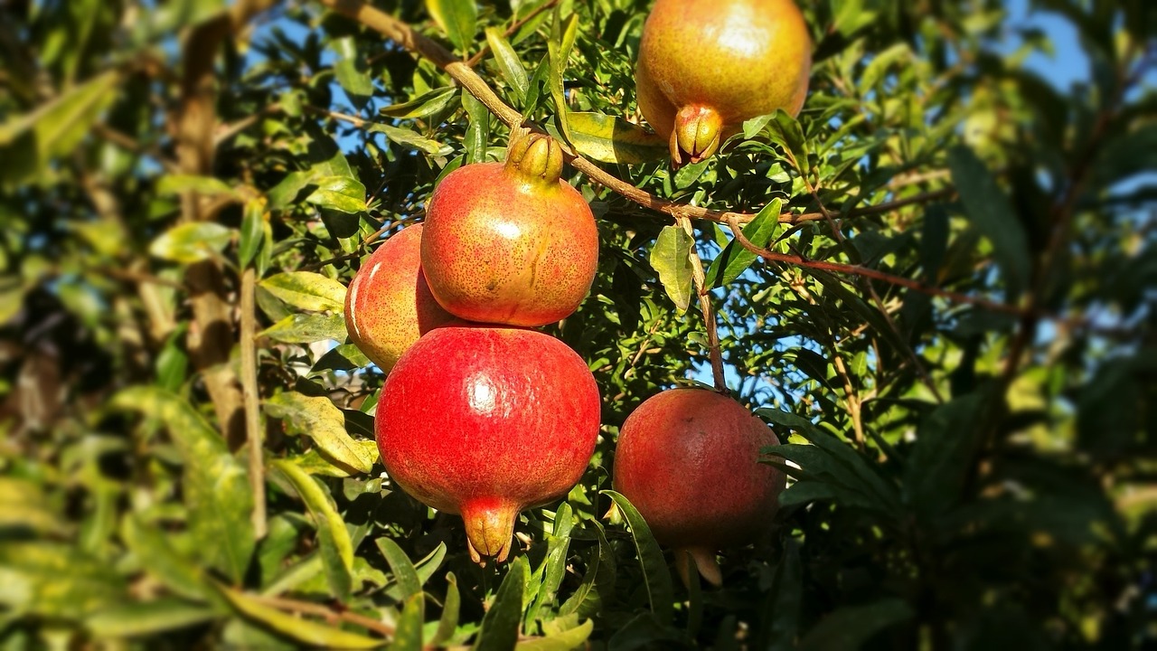 fruit red pomegranate free photo