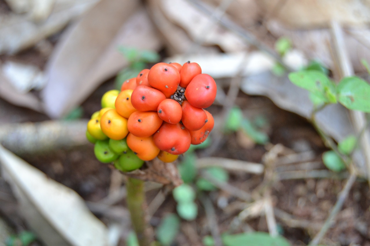 fruit rare rare form free photo