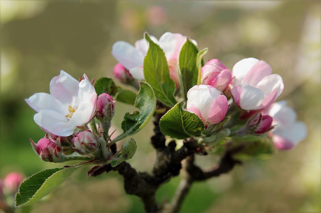 fruit blossom bloom free photo