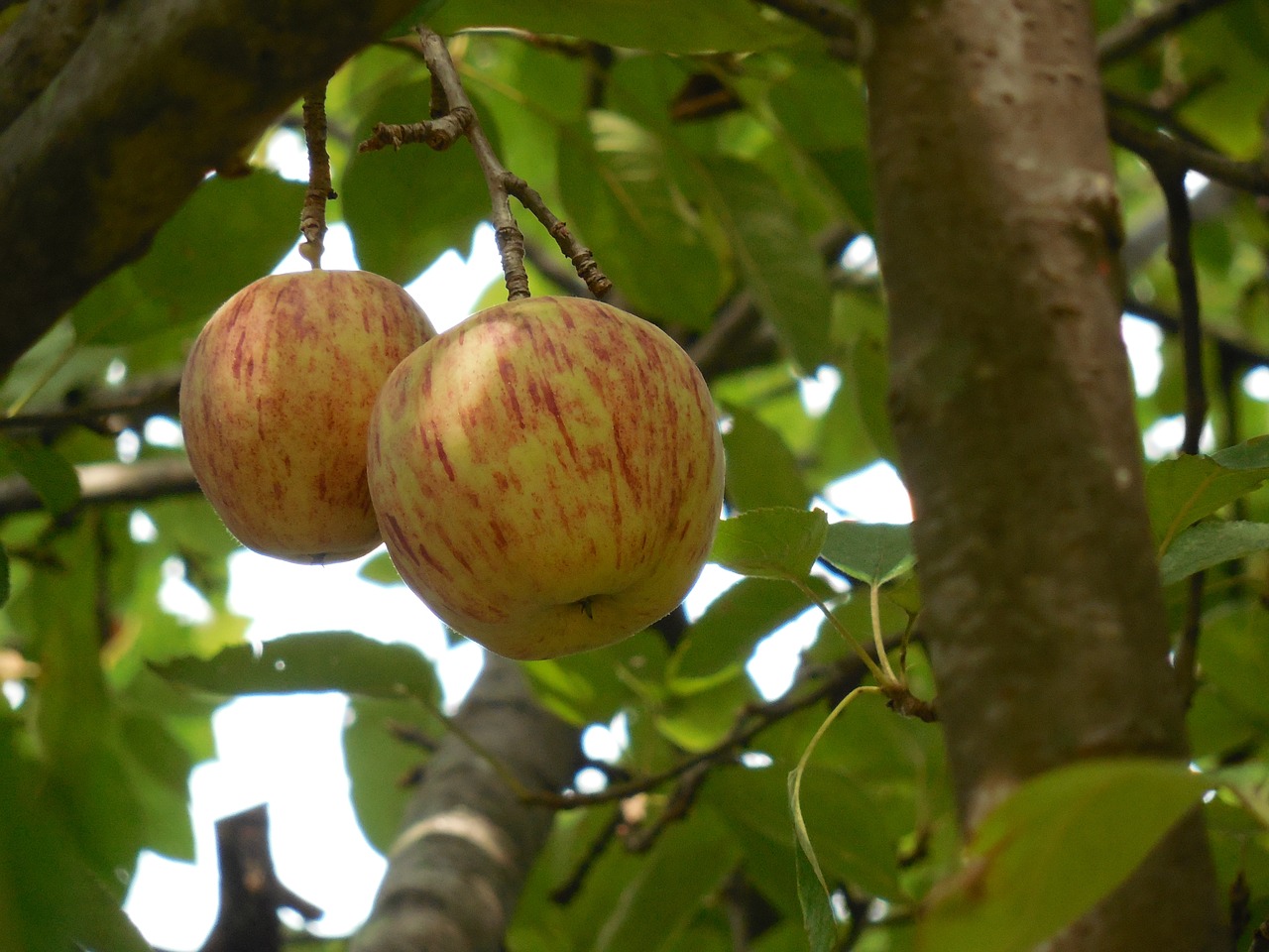 fruit apple food free photo