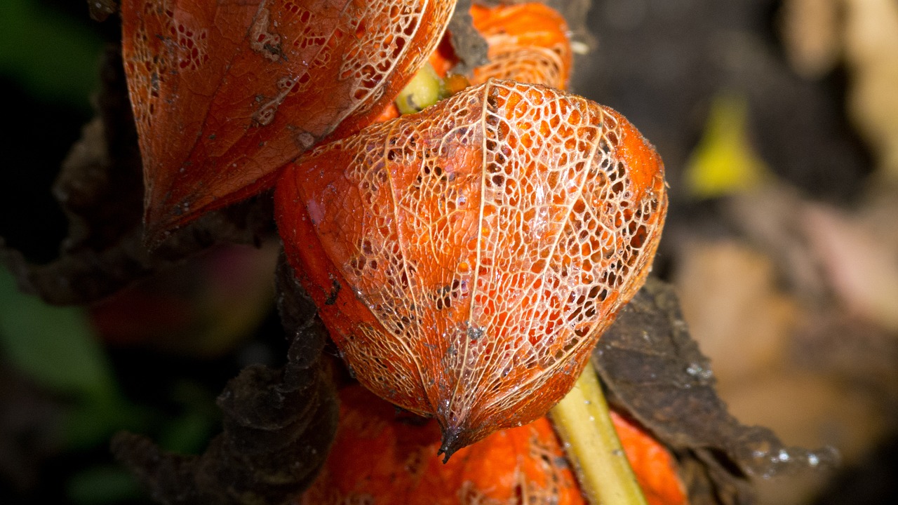 fruit blossom bloom free photo