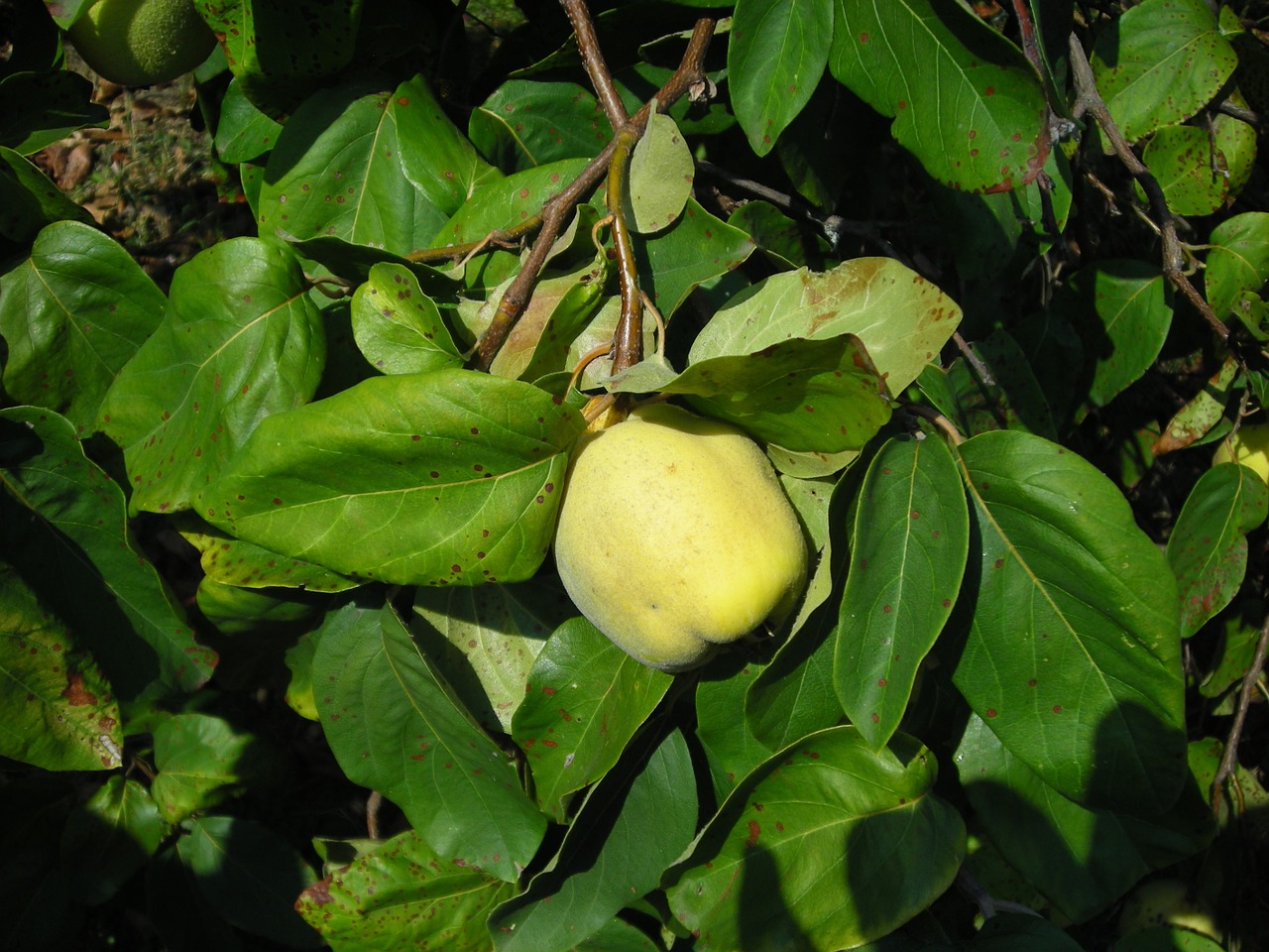 fruit quince pome fruit free photo