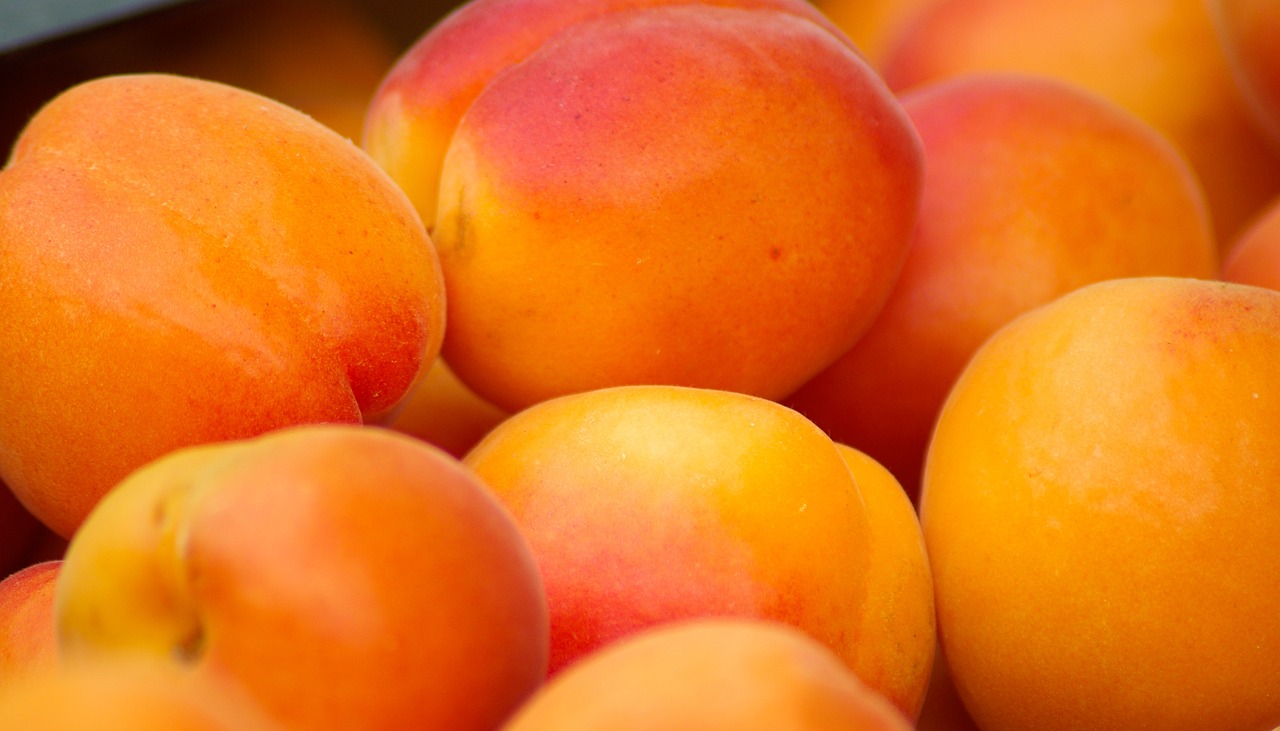 fruit apricots provence free photo
