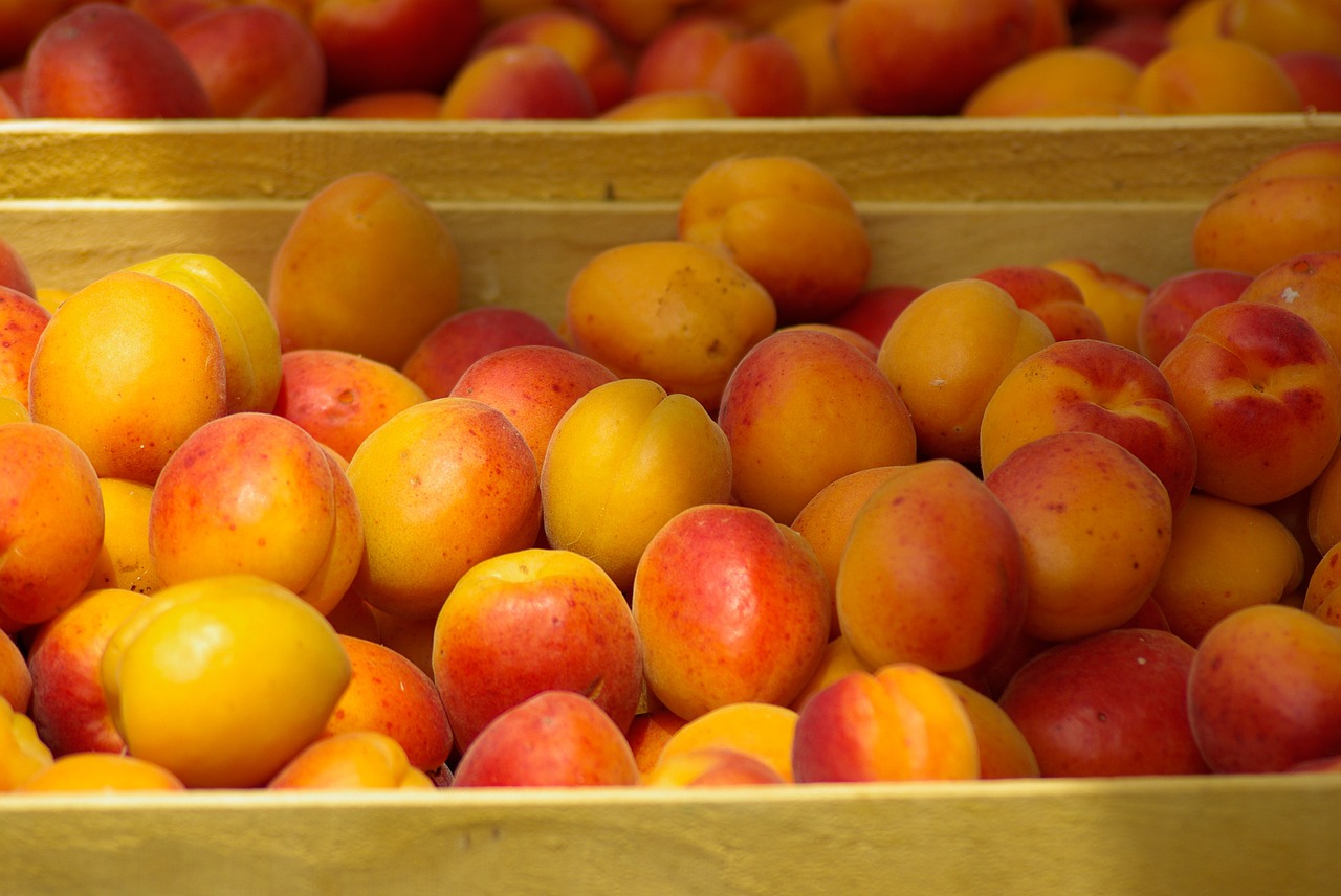 fruit market apricots free photo