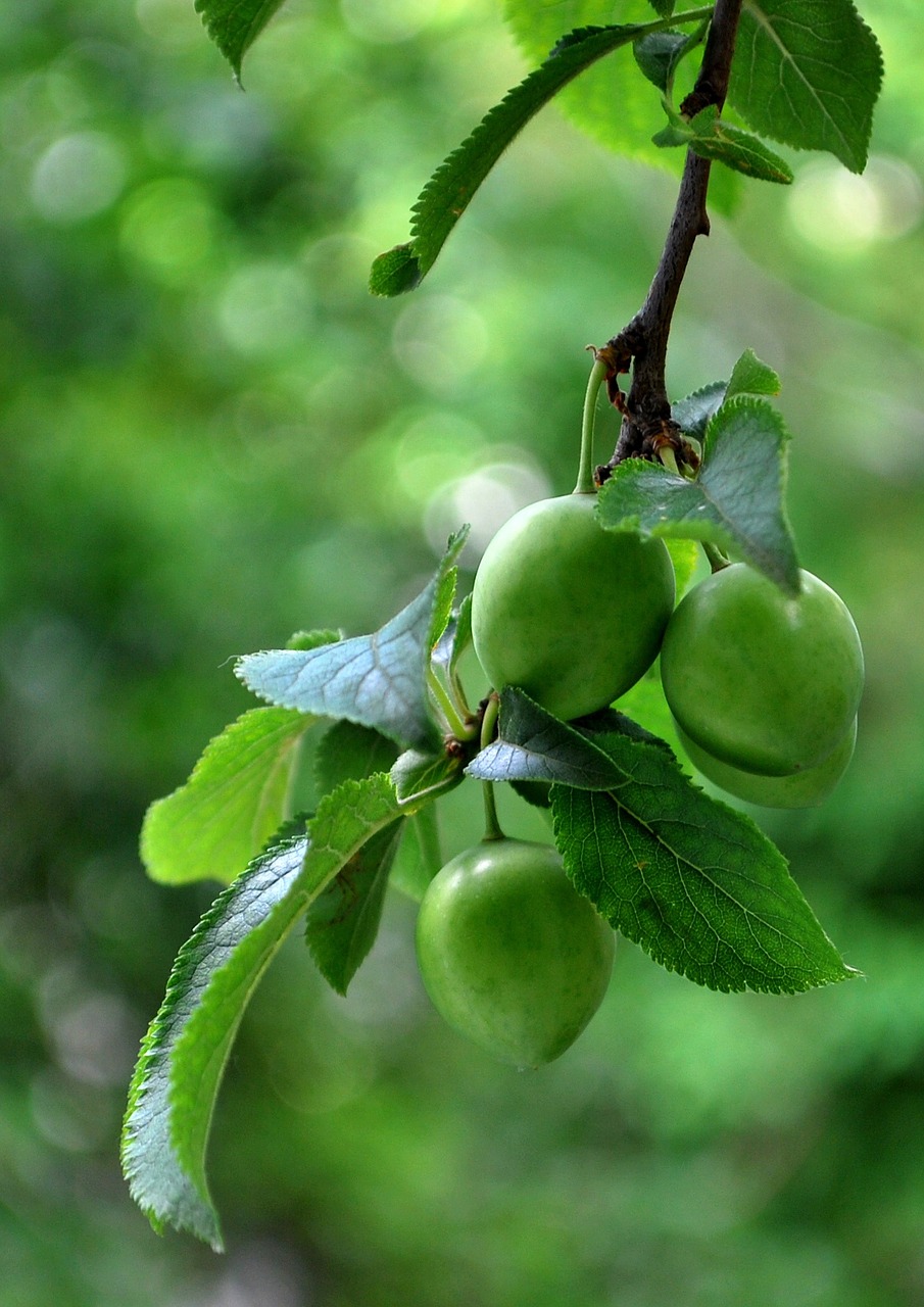 fruit green food free photo