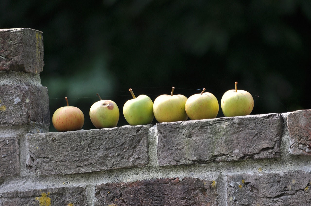 fruit wall summer free photo