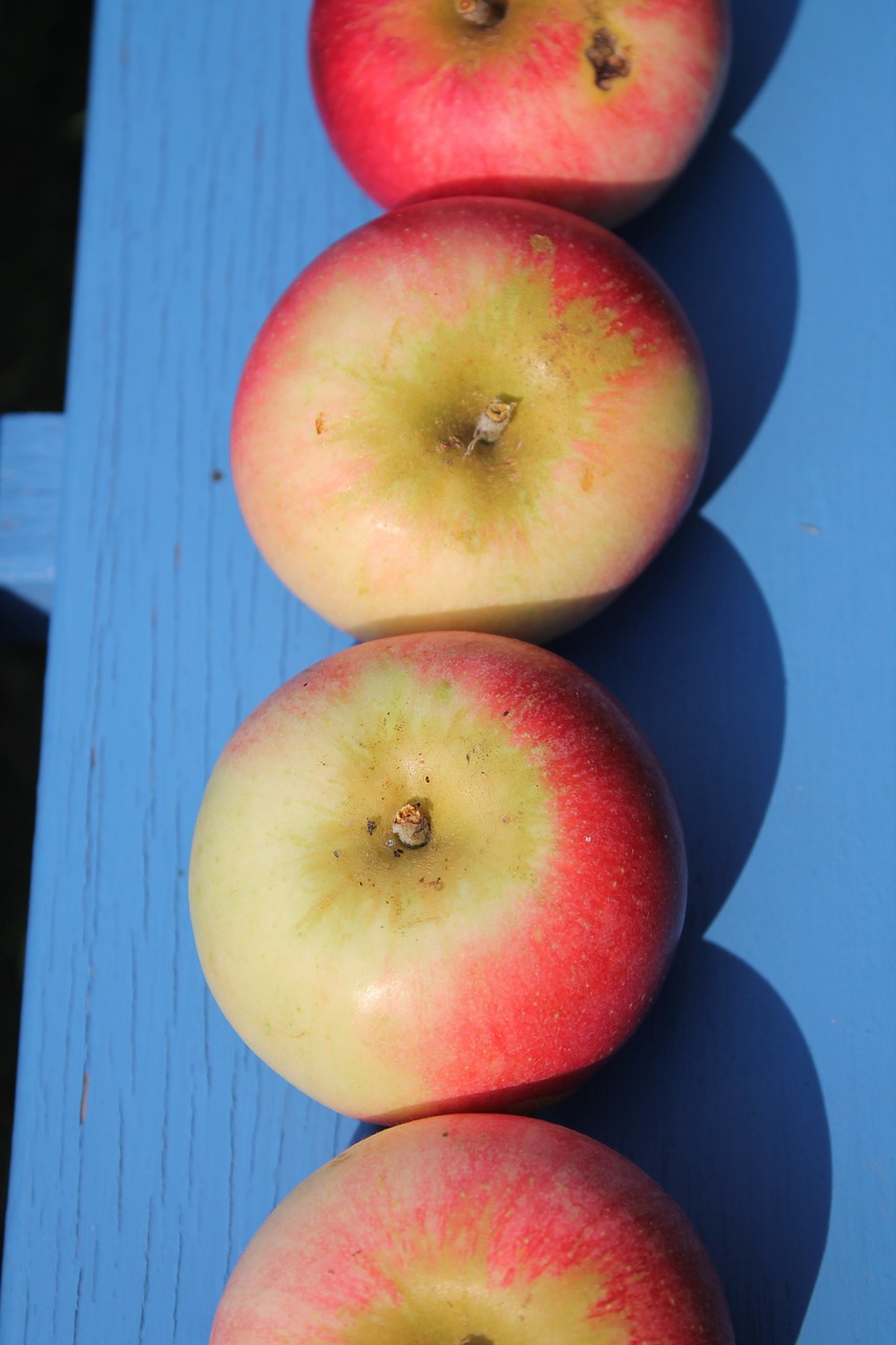 fruit apple frisch free photo