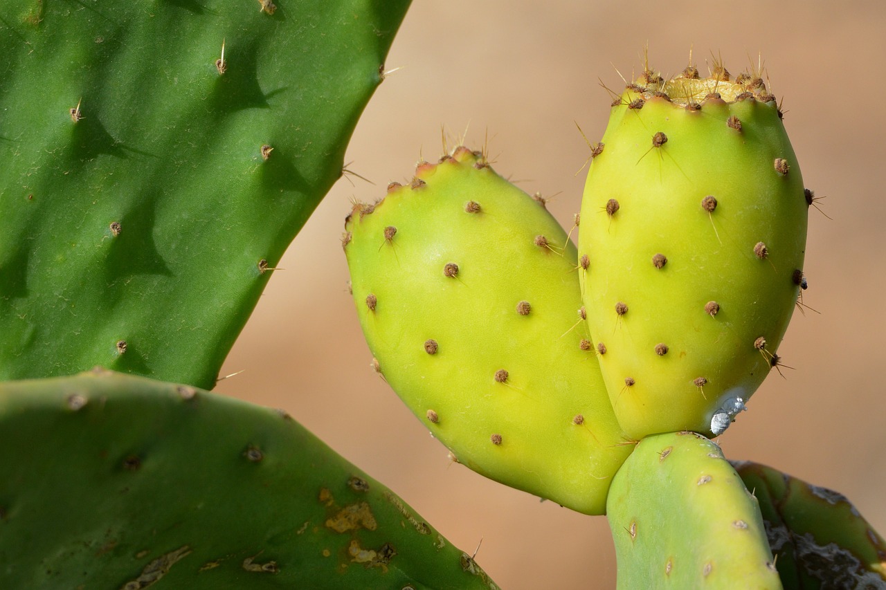 fruit cactus prickly pear free photo