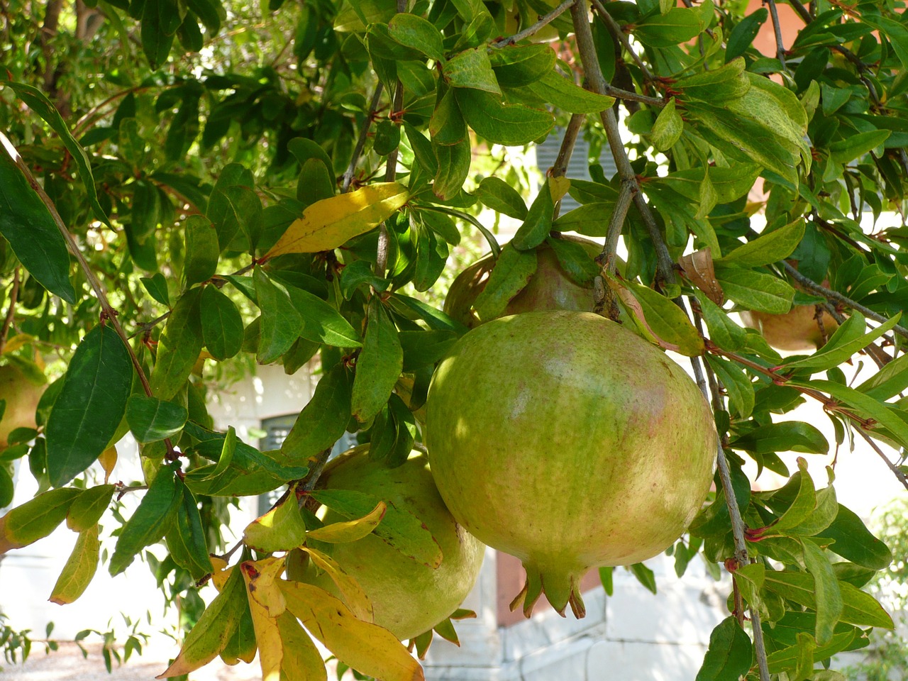 fruit garnet apple france free photo