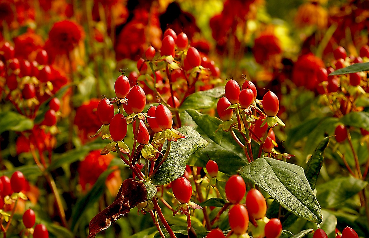 fruit rose wild rose free photo