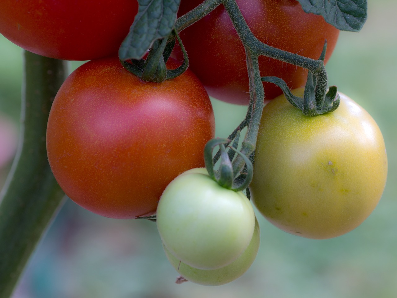 tomatoes vegetables tomatenrispe free photo
