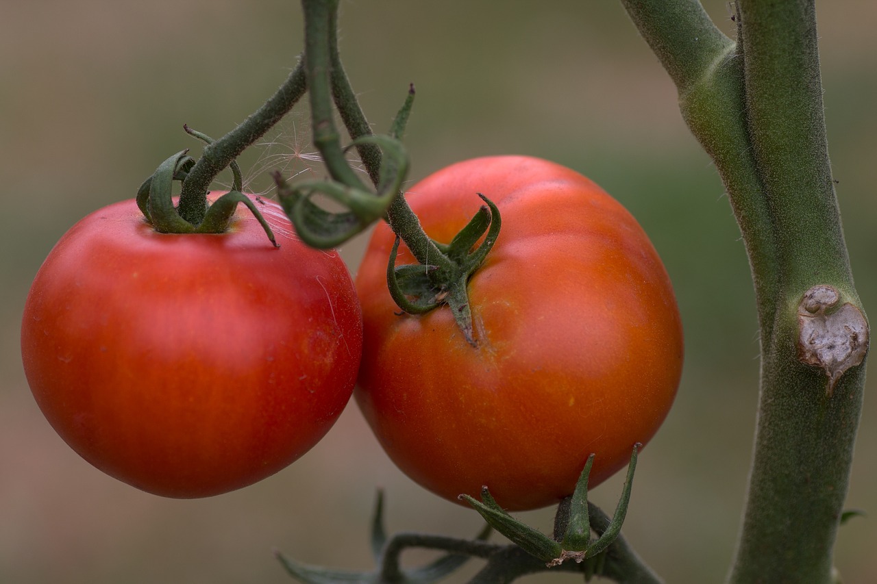 fruit tomatoes tomatenrispe free photo