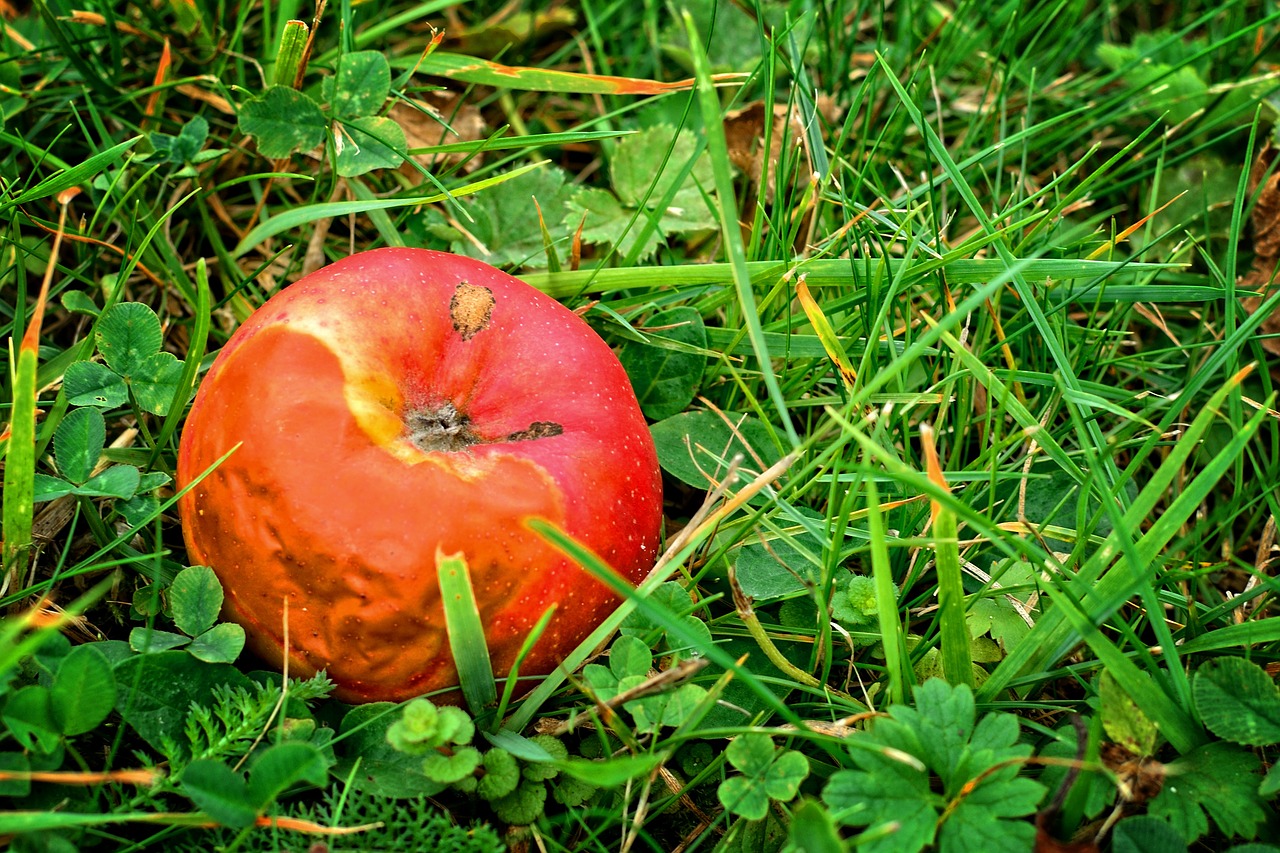 fruit apple autumn free photo