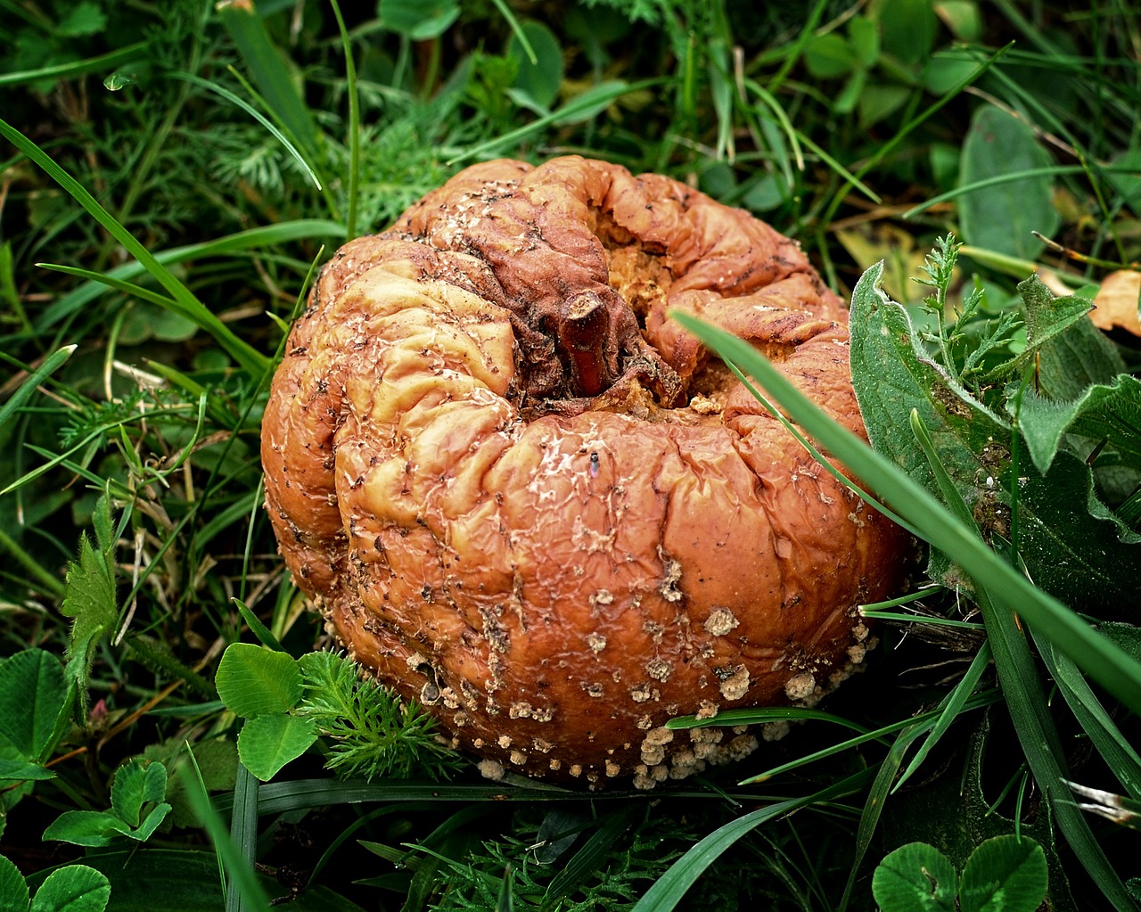 fruit apple autumn free photo