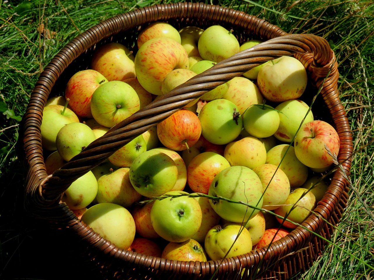 fruit apple garden free photo