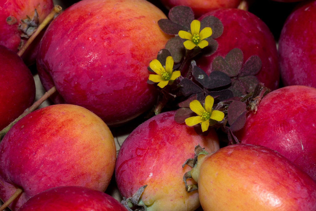 fruit apple red free photo