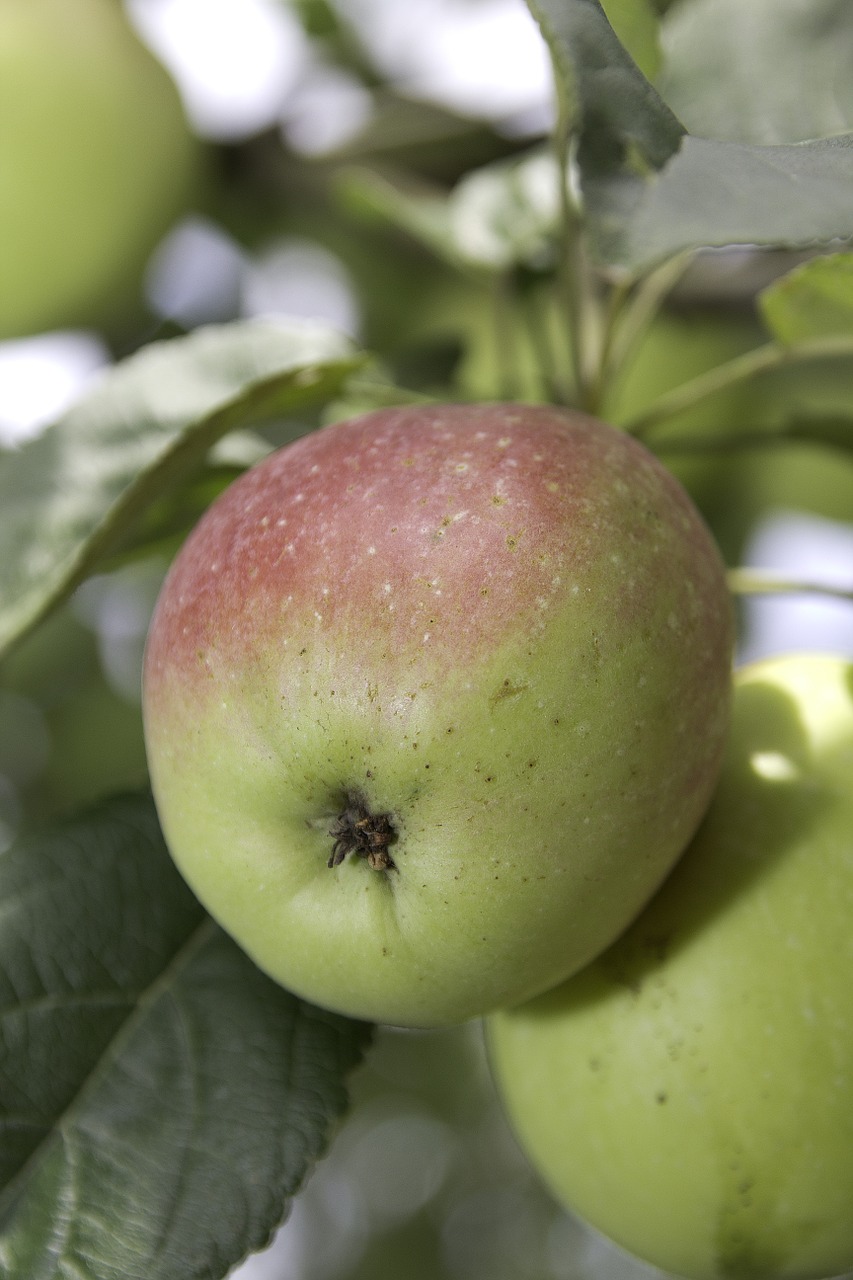 fruit apple food free photo