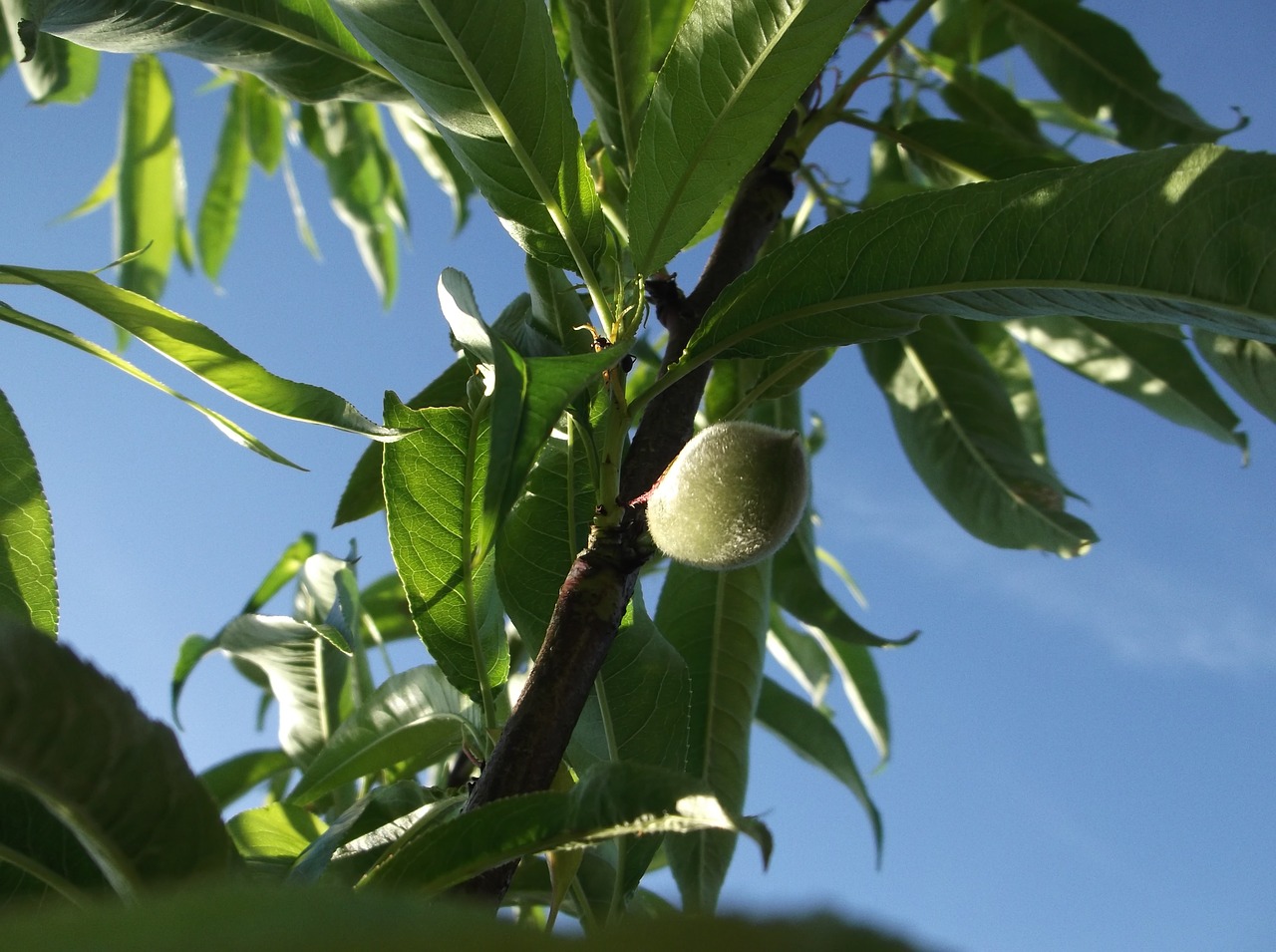 fruit flowers orchard free photo