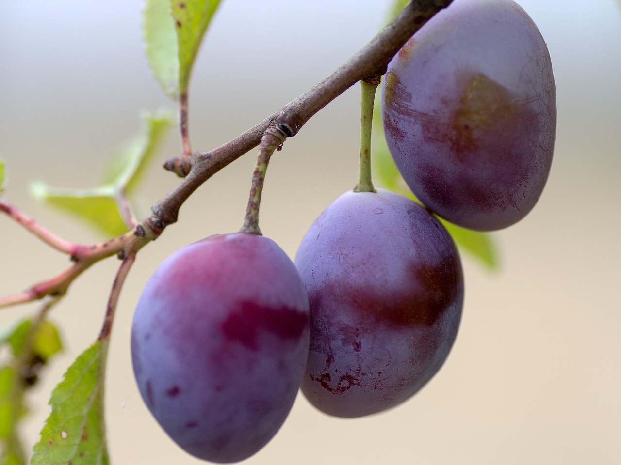fruit plums branch free photo