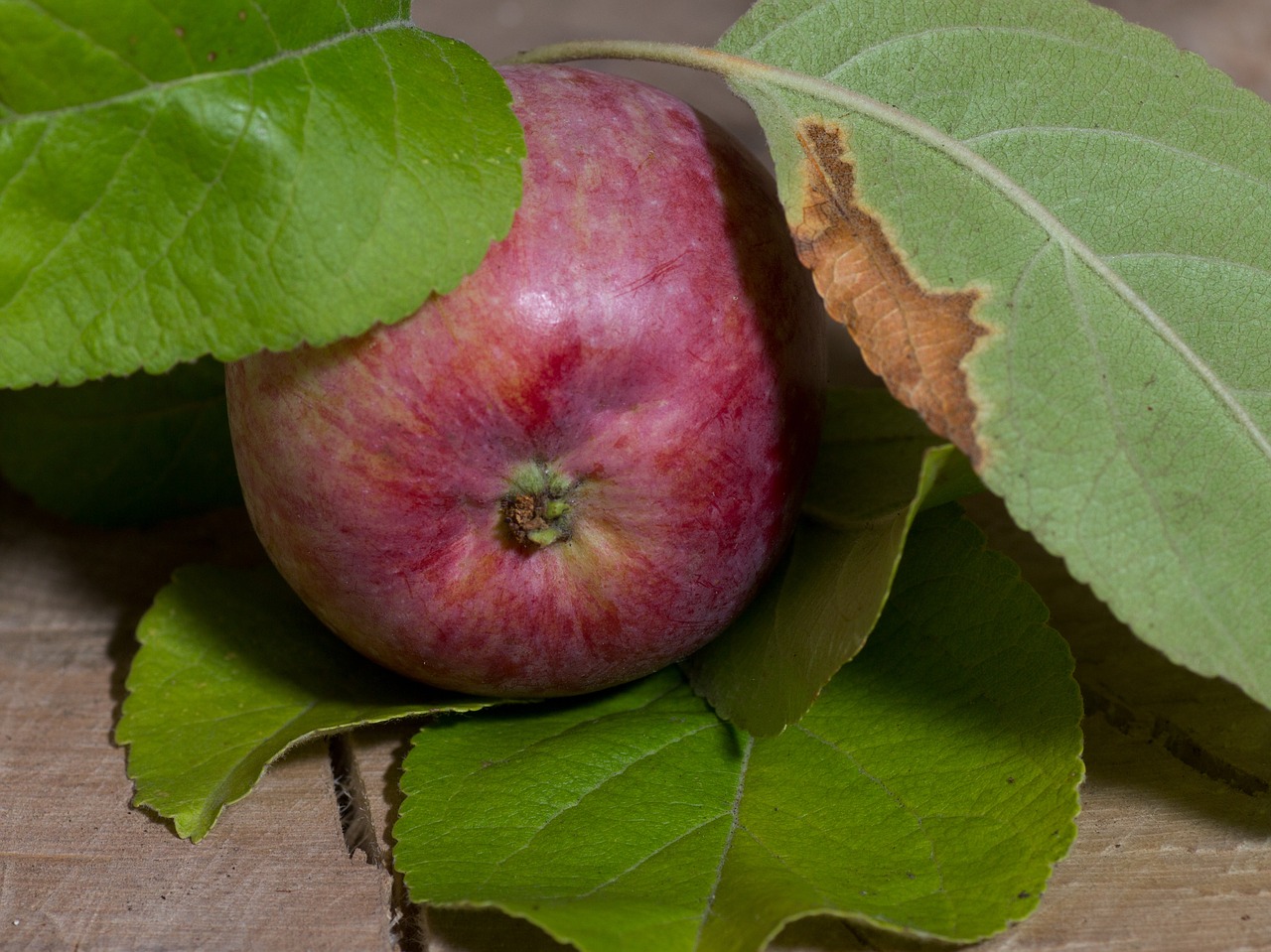 fruit apple leaves free photo