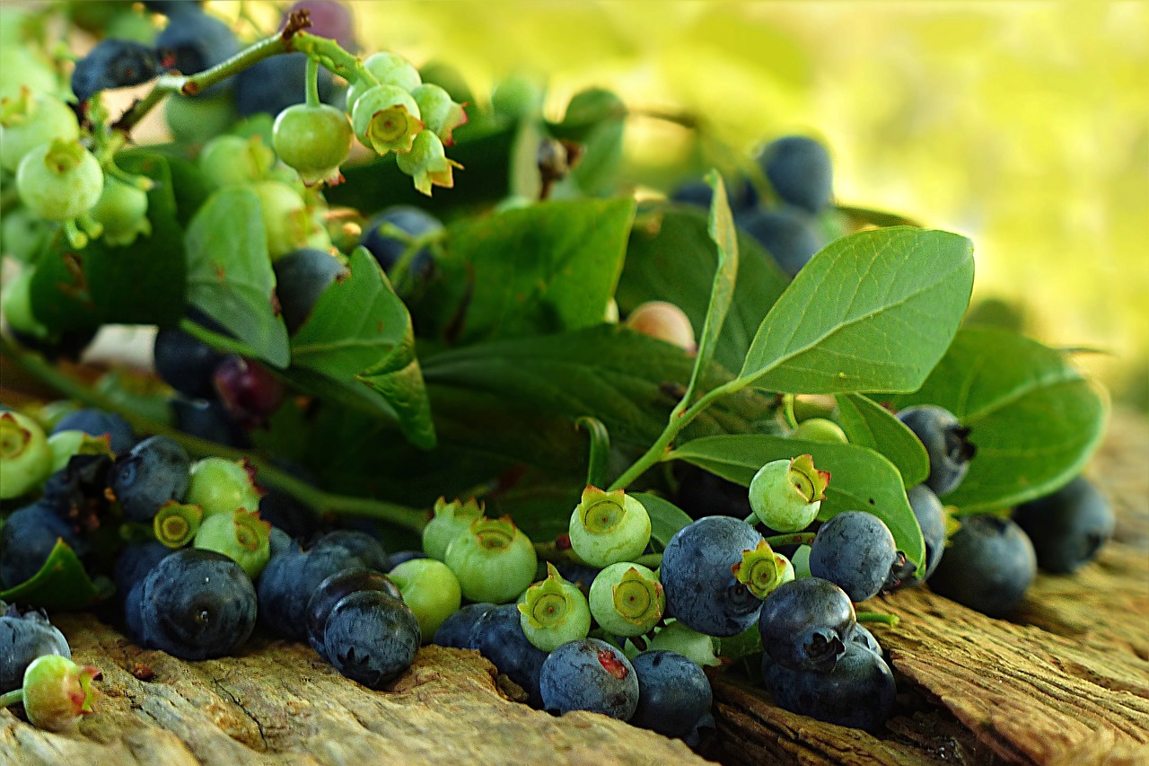 fruit blueberries harvest free photo