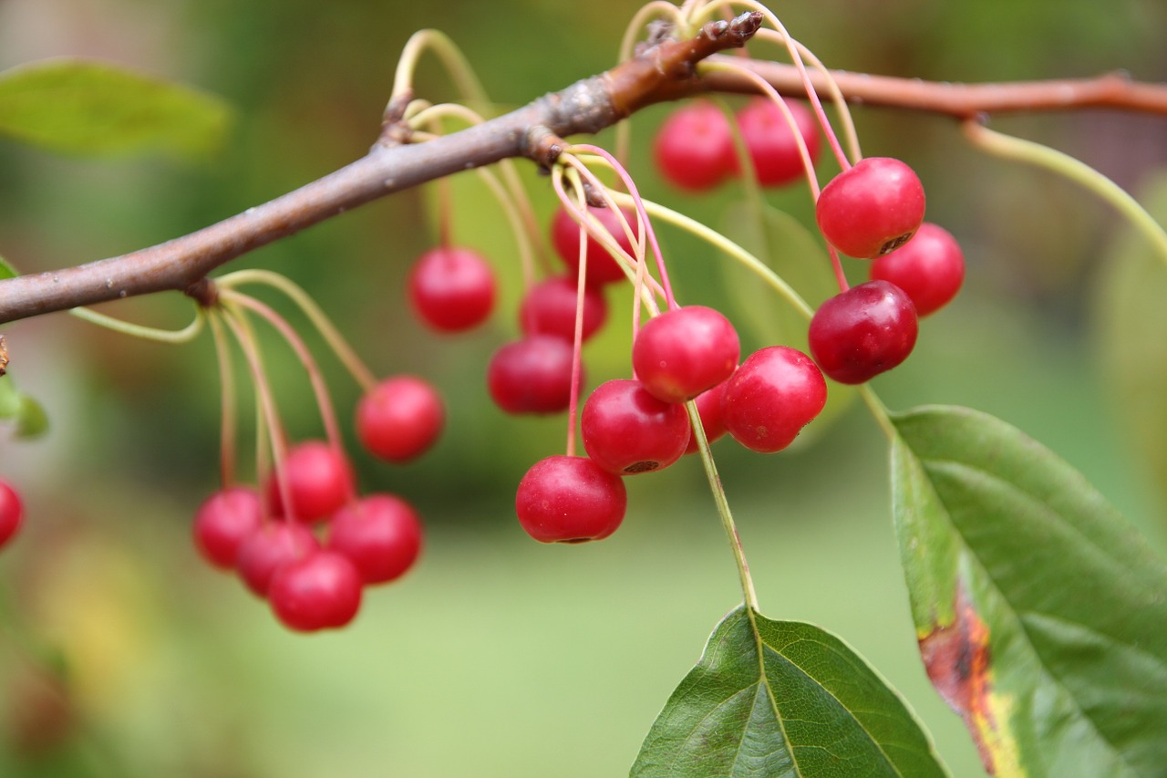 fruit forest mountain free photo