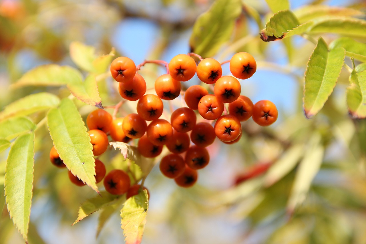 fruit nature forest free photo