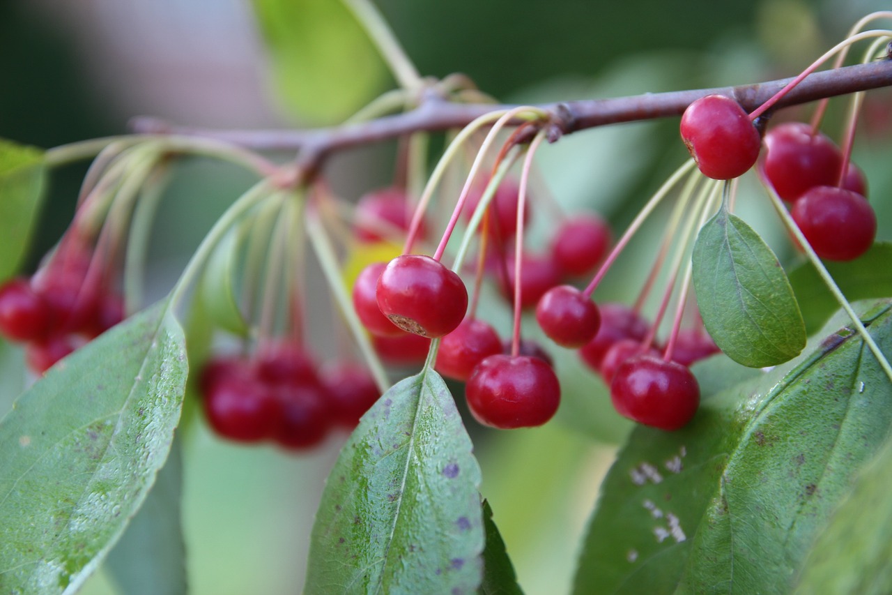 fruit nature forest free photo