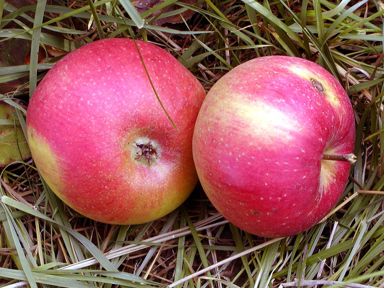 fruit apple red free photo