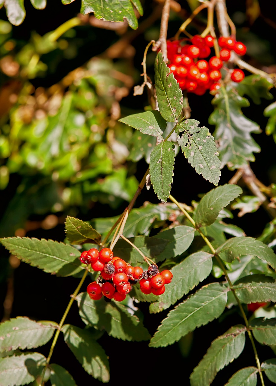 fruit red berries free photo