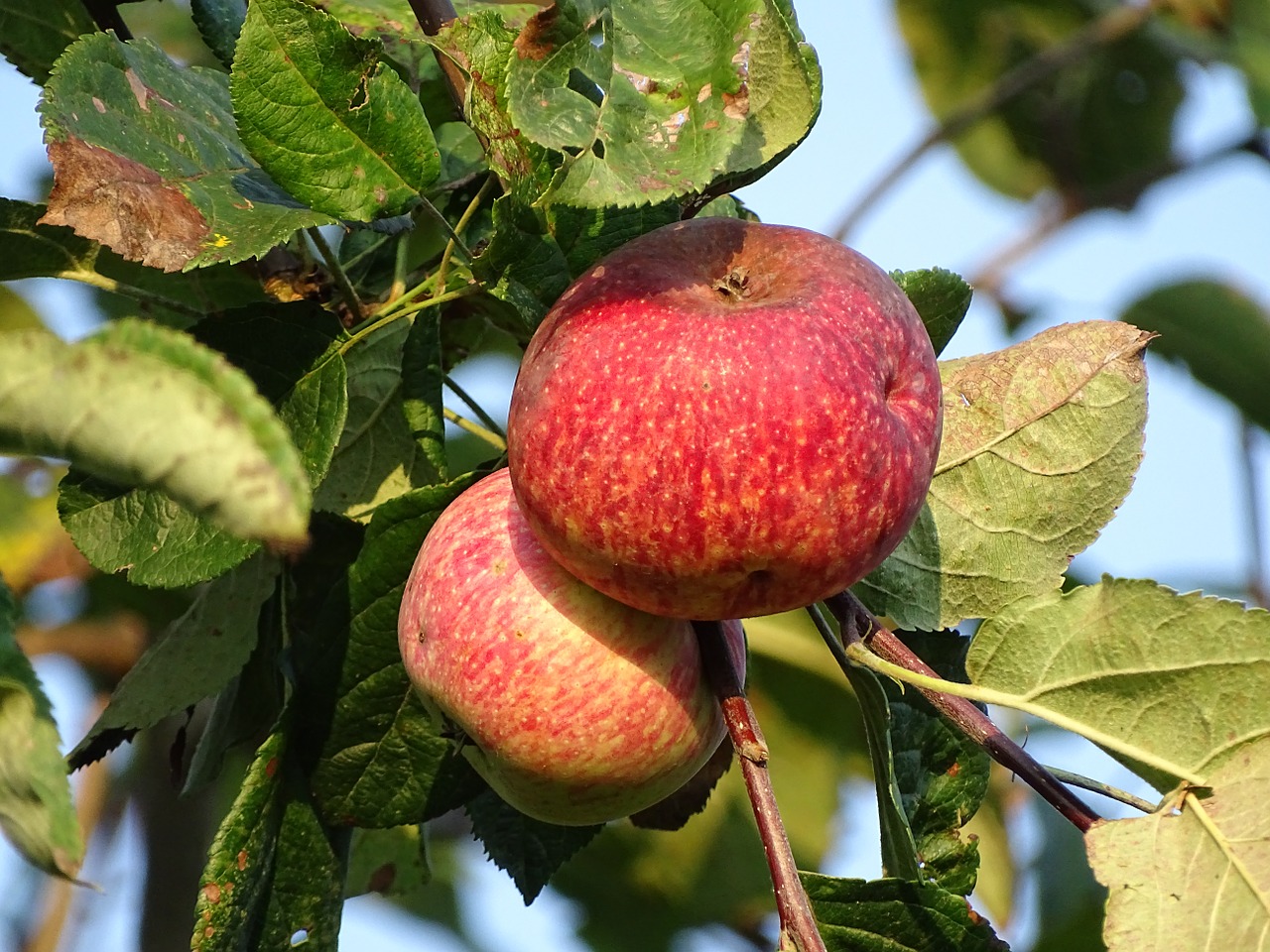 apples fruit autumn free photo