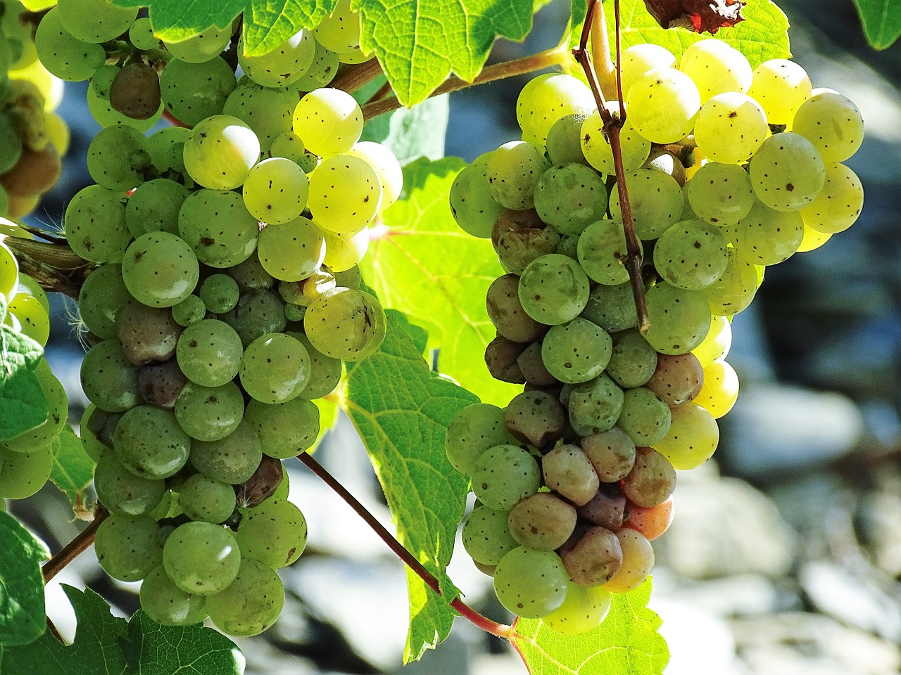 fruit grapes wine free photo