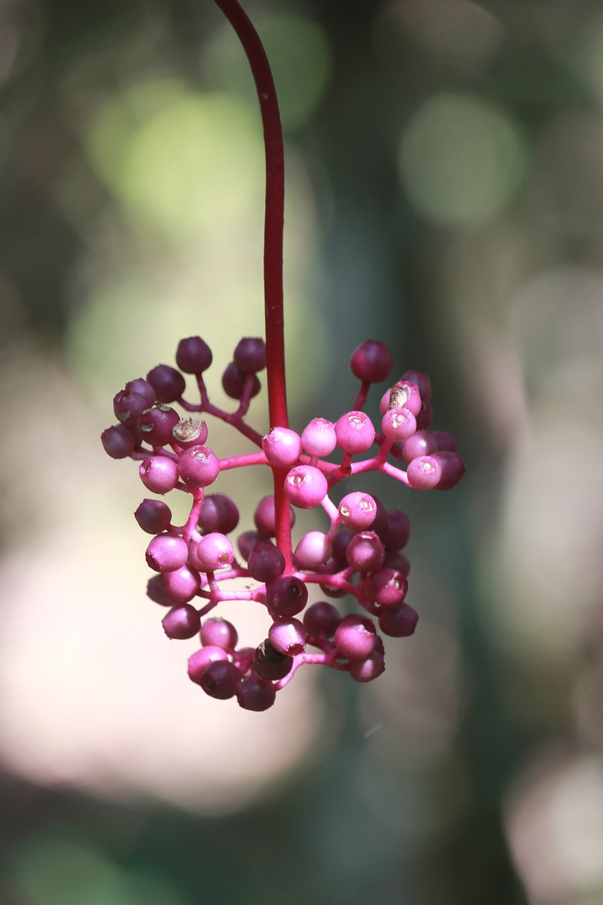 fruit garden macro free photo