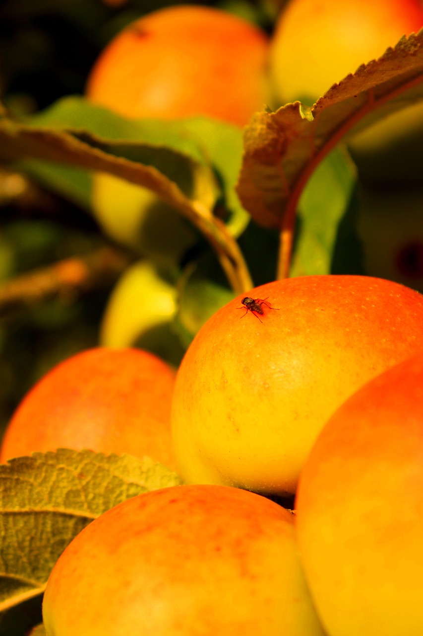 fruit leaves apple tree free photo