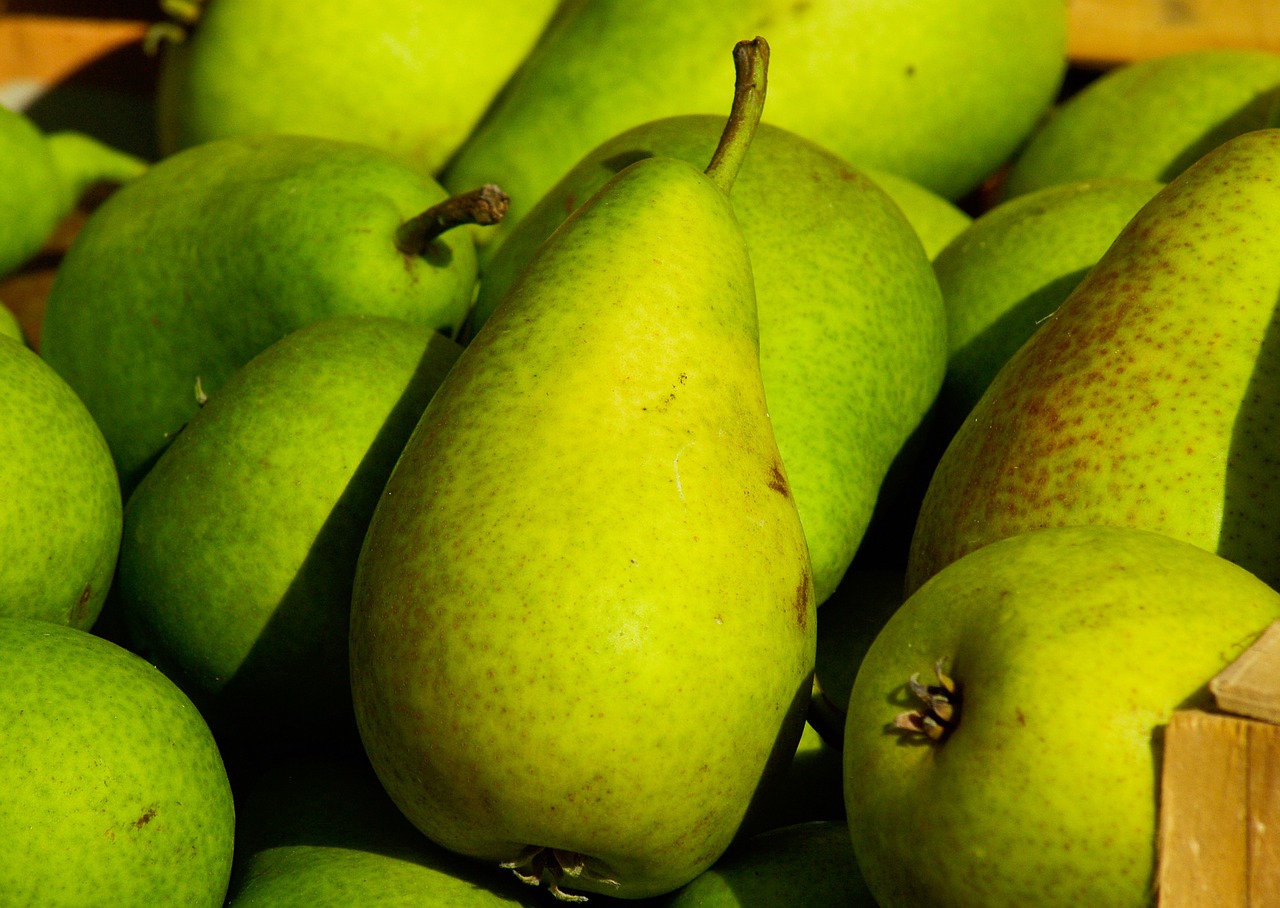 fruit pears garden free photo