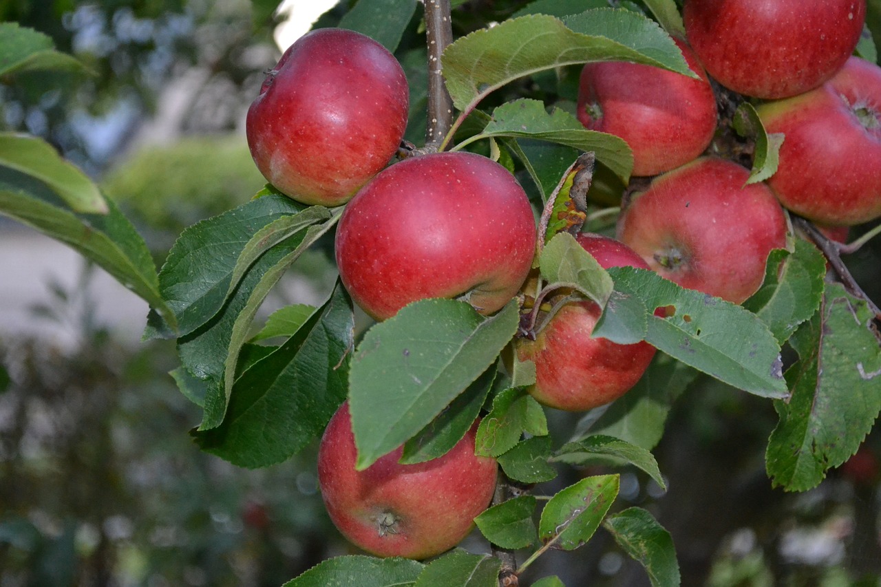 fruit fruits apples free photo