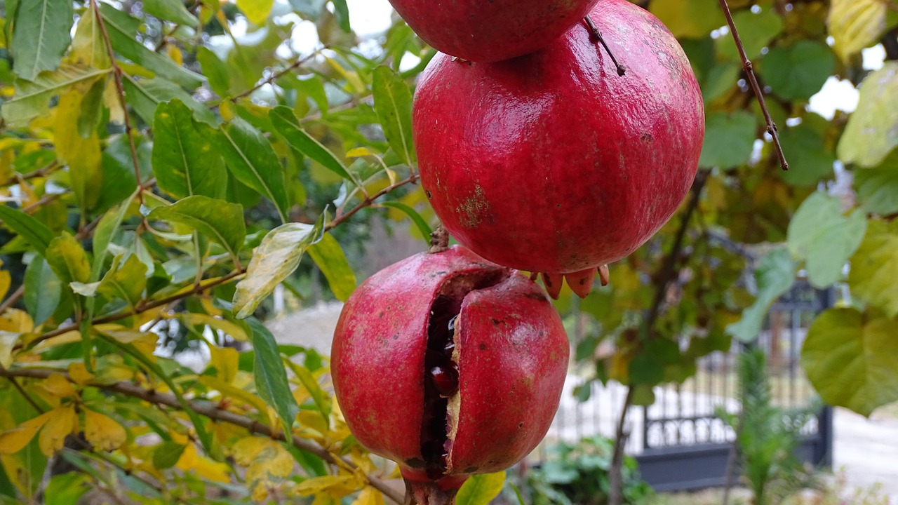 fruit pomegranate autumn free photo