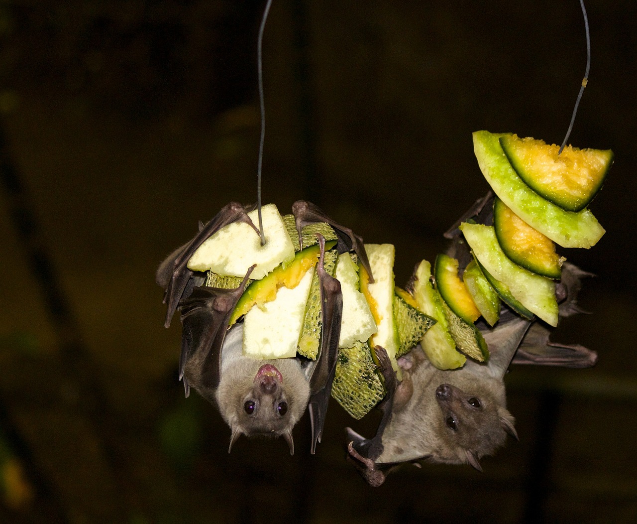 fruit bat bat jungle free photo