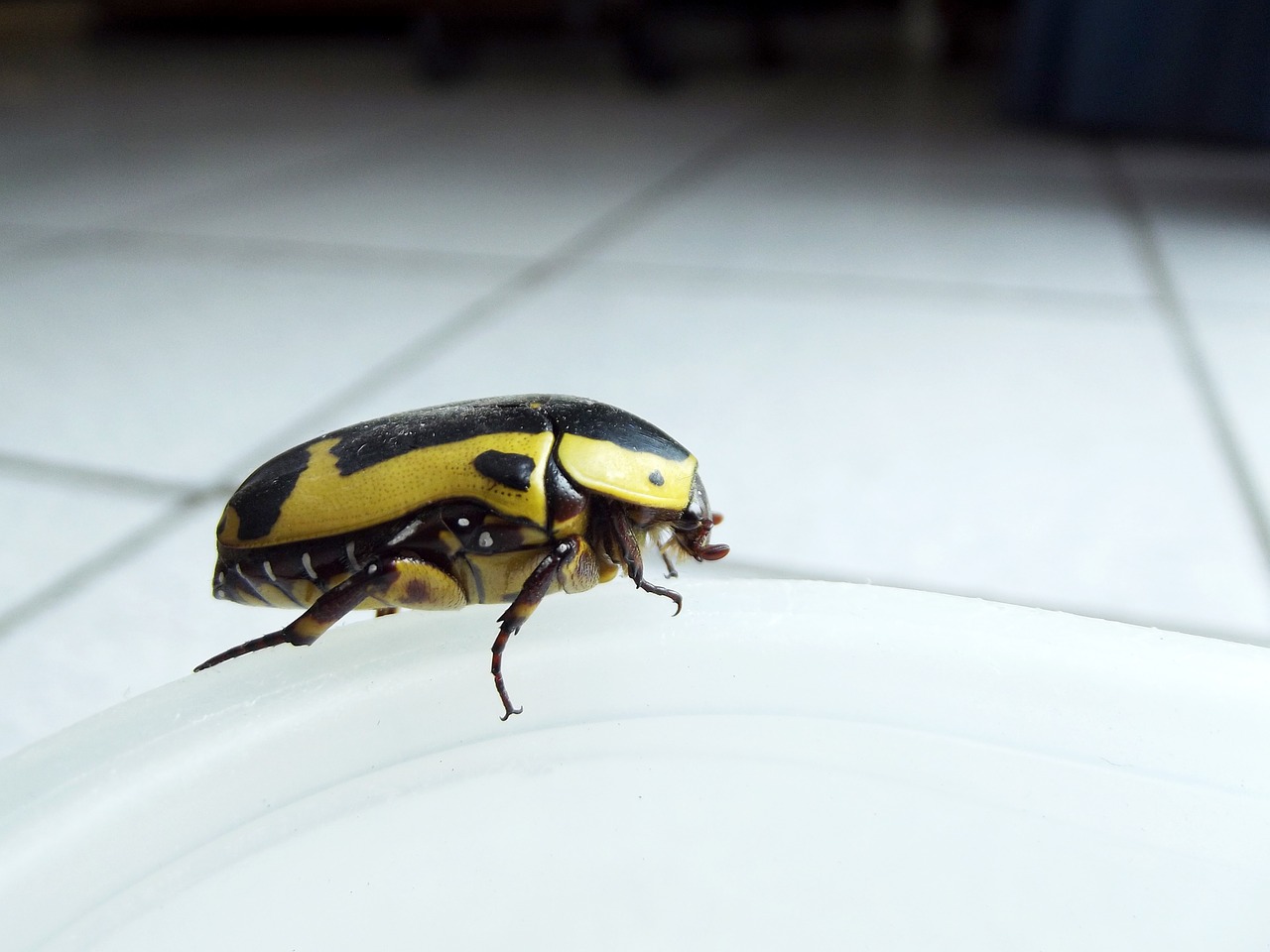 fruit bug beetle yellow free photo