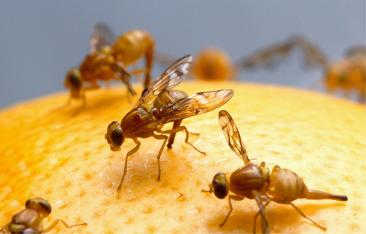 fruit flies mexican female free photo