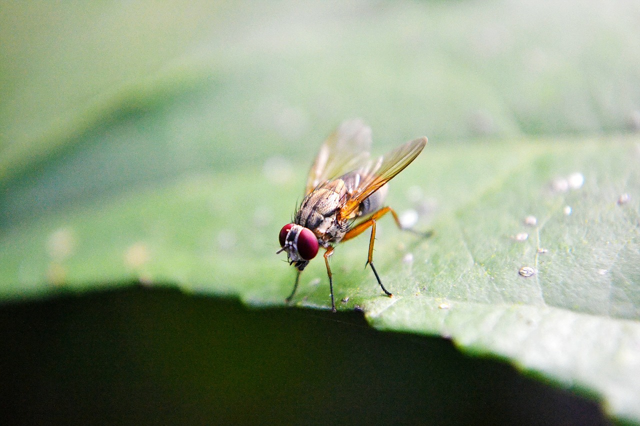 fruit fly fly inset free photo